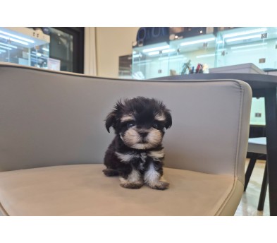 말티슈 분양합니다